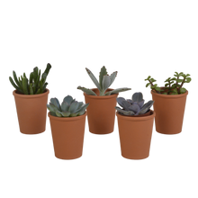 Kamerplant 5x Vetplanten mix - in terracotta pot - Pot Ø 5.5cm