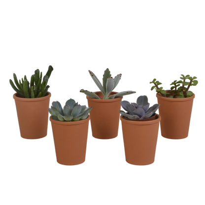 Kamerplant 5x Vetplanten mix - in terracotta pot - Pot Ø 5.5cm