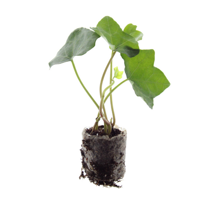 Buitenplant 6x Hedera - Klimplant - Pot Ø 5cm Hoogte ↕ 10cm