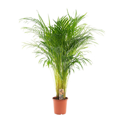 Kamerplant - Dypsis Lutescens (Areca Palm) - Hoogte ↕ 12-230cm