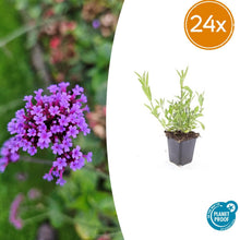 Buitenplant 24x Verbena bonariensis - Bloeiend - Pot Ø 9cm Hoogte ↕ 10-25cm