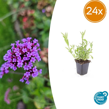 Buitenplant 24x Verbena bonariensis - Bloeiend - Pot Ø 9cm Hoogte ↕ 10-25cm