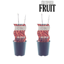 Buitenplant 2x Lycium Sweet Goji (Gojibes) - Pot Ø 12cm Hoogte ↕ 30cm