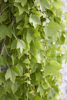Buitenplant - Parthenocissus tricuspidata 'Fenway Park' - Klimplant - Pot Ø 15cm Hoogte ↕ 65cm