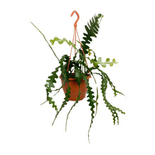 Kamerplant - Epiphyllum Anguliger (Zaagcactus) - Pot Ø 17cm Hoogte ↕ 35cm