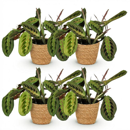 Kamerplant 4x Maranta Fascinator Tricolour - Gebedsplant - Pot Ø 12cm Hoogte ↕ 25cm