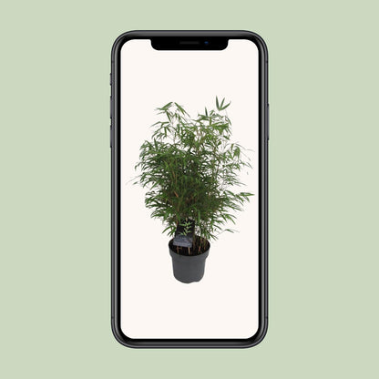 Buitenplant - Fargesia Rufa - Winterhard - Pot Ø 23cm Hoogte ↕ 95cm