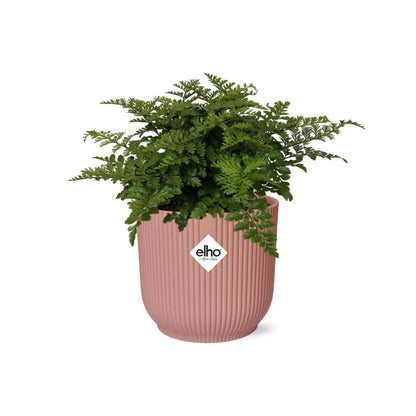 Kamerplant - Asplenium Parvati - Pot Ø 14cm