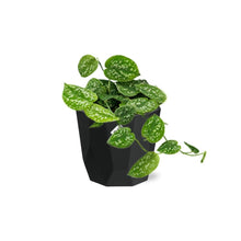 Kamerplant - Scindapsus Pictus 'Argyraeus' - Hangplant - Pot Ø 14cm