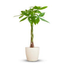 Kamerplant - Pachira Aquatica - Met witte sierpot - Pot Ø 21cm Hoogte ↕ 80cm