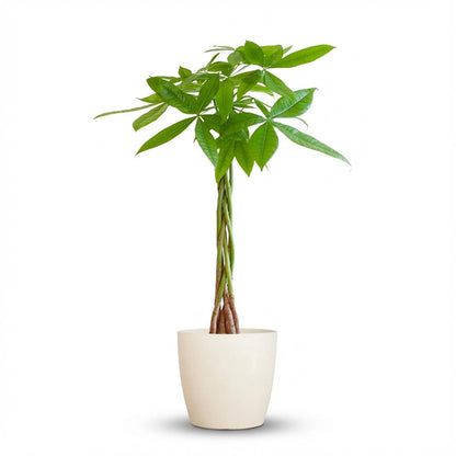 Kamerplant - Pachira Aquatica - Met witte sierpot - Pot Ø 21cm Hoogte ↕ 80cm