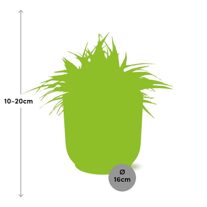Kamerplant - Chlorophytum Ocean - Pot Ø 16cm Hoogte ↕ 15cm
