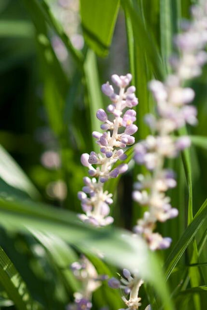 Buitenplant 48x Liriope muscari 'Monroe White' - Bloeiend - Pot Ø 9cm Hoogte ↕ 10-25cm