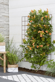 Buitenplant - Campsis Indian Summer - Bloeiend - Pot Ø 15cm Hoogte ↕ 65cm