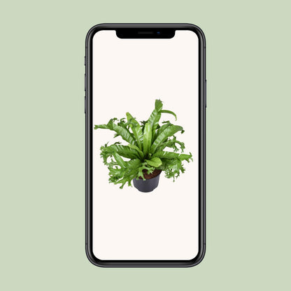 Kamerplant - Asplenium Nidus Crissie - Pot Ø 23cm Hoogte ↕ 55cm