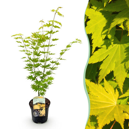 Buitenplant - Acer palmatum Jordan - Winterhard - Pot Ø 19cm Hoogte ↕ 70cm