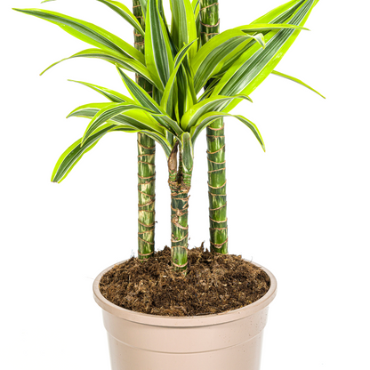 Kamerplant - Dracaena Deremensis Lemon Lime - Pot Ø 24cm Hoogte ↕ 130-150cm