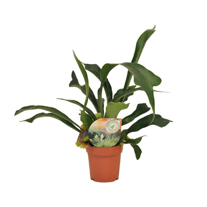 Kamerplant - Platycerium Bifurcatum - Pot Ø 12cm Hoogte ↕ 35cm