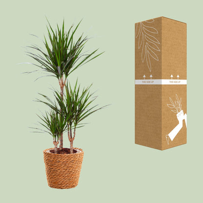 Kamerplant - Dracaena Marginata - Pot Ø 21cm Hoogte ↕ 95cm