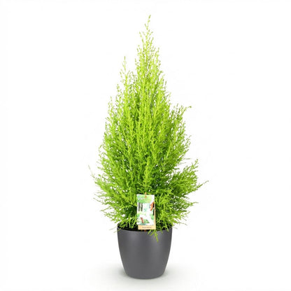 Kamerplant - Cupressus Gold Crest Wilma - Pot Ø 21cm Hoogte ↕ 85-95cm