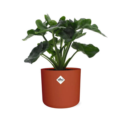 Kamerplant - Philodendron Atom - Pot Ø 14cm