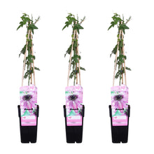 Buitenplant 3x Passiflora 'Purple Haze' - Bloeiend - Pot Ø 15cm Hoogte ↕ 65cm