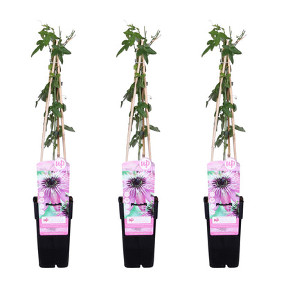Buitenplant 3x Passiflora 'Purple Haze' - Bloeiend - Pot Ø 15cm Hoogte ↕ 65cm