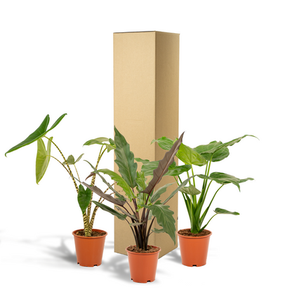 Kamerplant - Alocasia Mix (Zebrina, Cucullata, Lauterbachiana) - Pot Ø 19cm Hoogte ↕ 60-75cm