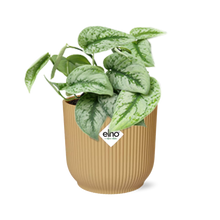 Kamerplant - Scindapsus Pictus 'Trebie' - Pot Ø 14cm