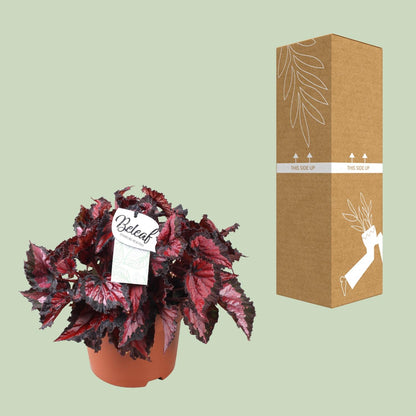 Kamerplant - Begonia Beleaf Inca Night - Pot Ø 17cm Hoogte ↕ 35cm