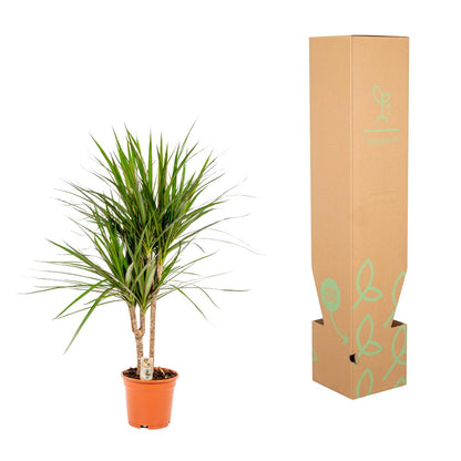Kamerplant - Dracaena Marginata - Pot Ø 17cm Hoogte ↕ 90cm