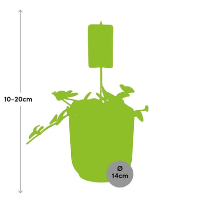 Kamerplant - Peperomia 'Hope' - Pot Ø 14cm Hoogte ↕ 15cm