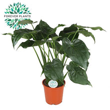Kamerplant - Alocasia Cucullata - Pot Ø 27cm Hoogte ↕ 120cm