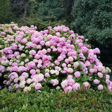 Buitenplant 3x Hydrangea macrophylla - Bloeiend - Pot Ø 17cm Hoogte ↕ 30cm