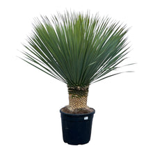 XL plant - Yucca rostrata - Pot Ø 45cm Hoogte ↕ 140cm