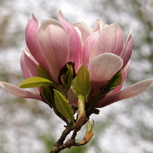 Buitenplant - Magnolia Soulangiana - Bloeiend - Pot Ø 17cm Hoogte ↕ 45cm