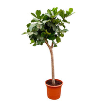 XL kamerplant - Ficus Lyrata boom XXXL - Pot Ø 40-45cm Hoogte ↕ 230cm