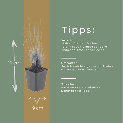 Buitenplant 48x Calamagrostis brachytricha - Pot Ø 9cm Hoogte ↕ 10-25cm