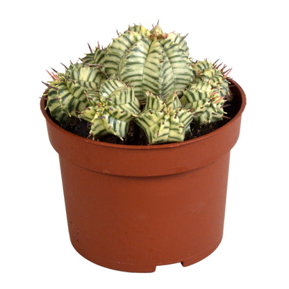 Kamerplant - Euphorbia meloformis variegata - Pot Ø 10,5cm