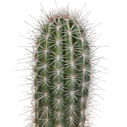 Kamerplant - Pachycereus pringlei - Zonder pot - ↕ 17cm