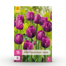 Buitenplant - Tulp Triumph Purple - Bloeiend - 15 bollen Bolmaat 11/12