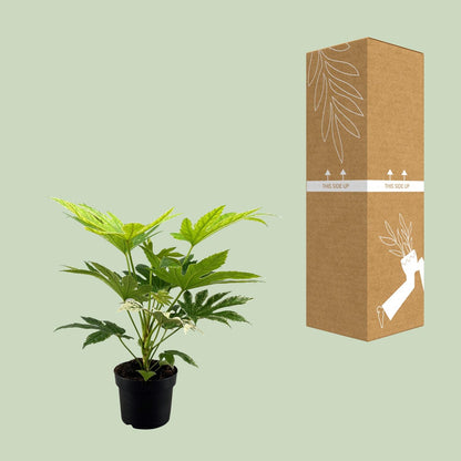 Kamerplant - Fatsia Japonica Spider Web - Pot Ø 17cm Hoogte ↕ 50cm