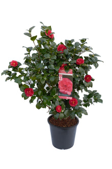 Buitenplant - Camellia japonica 'Lady Campbell' - Bloeiend - Pot Ø 26cm Hoogte ↕ 55cm