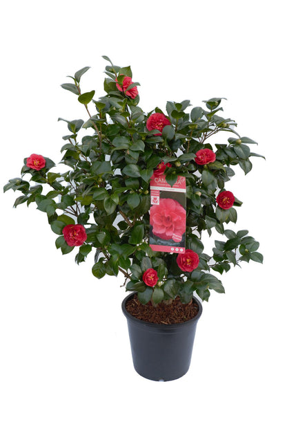 Buitenplant - Camellia japonica 'Lady Campbell' - Bloeiend - Pot Ø 26cm Hoogte ↕ 55cm