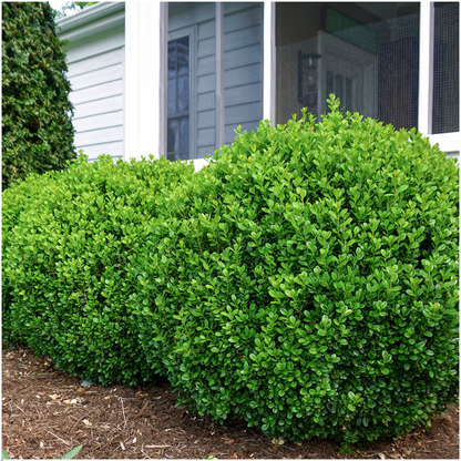 Buitenplant 12x Buxus NewGen Freedom - Winterhard - Pot Ø 7cm Hoogte ↕ 15cm