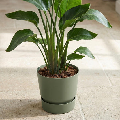 Sierpot - Greenville Round Leaf Green - D20cm