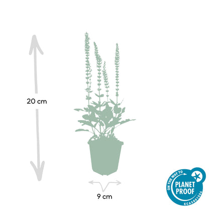 Buitenplant 6x Salvia nem. 'Ostfriesland' - Bloeiend - Pot Ø 9cm Hoogte ↕ 10-25cm