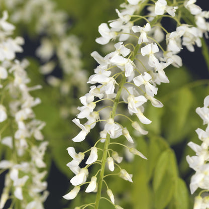 Buitenplant - Wisteria floribunda Alba - Bloeiend - Pot Ø 11cm Hoogte ↕ 40cm