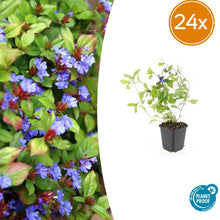 Buitenplant 24x Ceratostigma plumbaginoides - Bloeiend - Pot Ø 9cm Hoogte ↕ 10-25cm