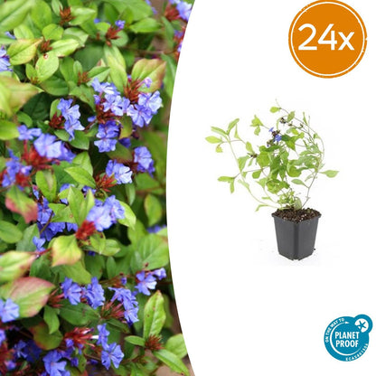 Buitenplant 24x Ceratostigma plumbaginoides - Bloeiend - Pot Ø 9cm Hoogte ↕ 10-25cm